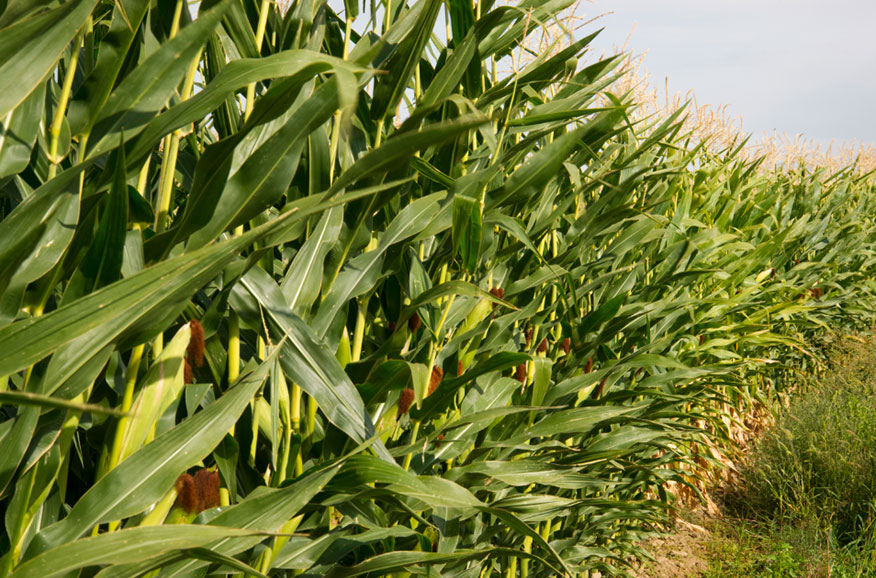 BG大游(中国)唯一官方网站