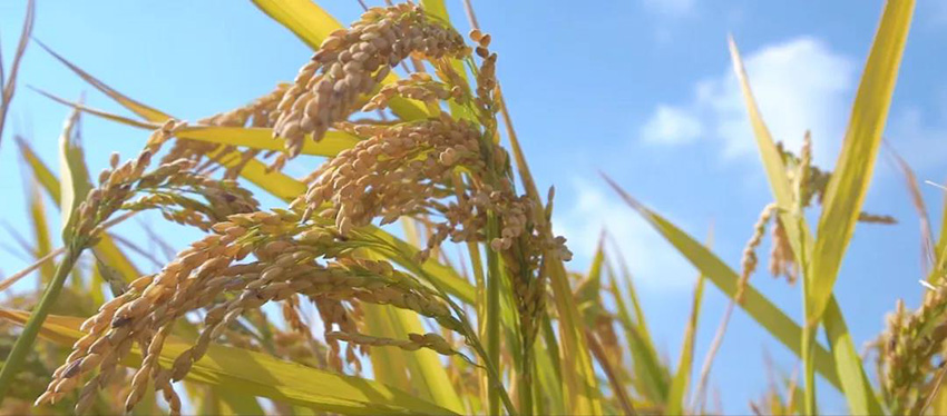 BG大游(中国)唯一官方网站